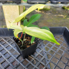 Load image into Gallery viewer, Philodendron Florida Ghost, Exact Plant Ships Nationwide