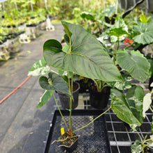 Load image into Gallery viewer, Anthurium Decipiens, Exact Plant Ships Nationwide