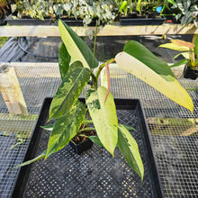 Load image into Gallery viewer, Philodendron Whipple Way, Exact Plant Variegated Ships Nationwide