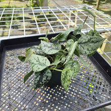 Load image into Gallery viewer, Scindapsus Silver Lady, Exact Plant