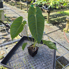 Load image into Gallery viewer, Anthurium Veitchii, Exact Plant