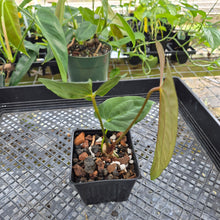 Load image into Gallery viewer, Anthurium (Ace of Spades Dark Form x Kunayalense) x Pap FS 2.5" pot, Fedex 2day*