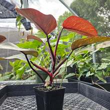 Load image into Gallery viewer, Philodendron Orange Princess, Exact Plant Variegated