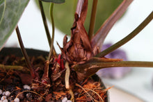 Load image into Gallery viewer, Sport-Variegated Anthurium Papillilaminum x Ace of Spades, Exact Plant