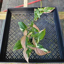 Load image into Gallery viewer, Syngonium Red Spot Tricolor, Exact Plant Variegated Ships Nationwide