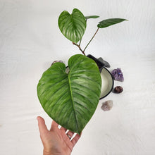Load image into Gallery viewer, Philodendron Sodiroi True Form, Exact Plant Ships Nationwide