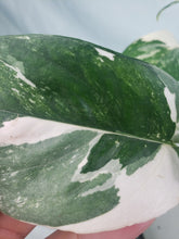 Load image into Gallery viewer, Pinnatum Albo, Exact Plant, variegated Epipremnum