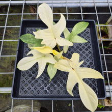 Load image into Gallery viewer, Philodendron Florida Ghost, Exact Plant Ships Nationwide