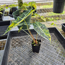 Load image into Gallery viewer, Alocasia Sanderiana Bull Aurea, Exact Plant Variegated