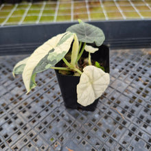 Load image into Gallery viewer, Alocasia Melo Albo variegated exact plant, Fedex 2day*