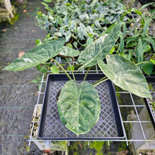 Load image into Gallery viewer, Alocasia Wentii, Exact Plant Variegated Large