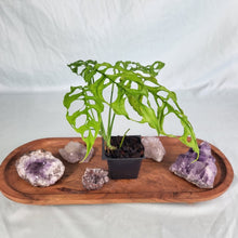 Load image into Gallery viewer, Monstera Obliqua Peru, Exact Plant