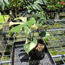 Load image into Gallery viewer, Monstera Thai Constellation Variegated exact plant, Fedex 2day*