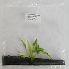 Load image into Gallery viewer, Philodendron Radiatum Aurea variegated tissue culture 2DayAir