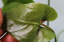 Load image into Gallery viewer, Anthurium Watermaliense, exact plant, ships nationwide