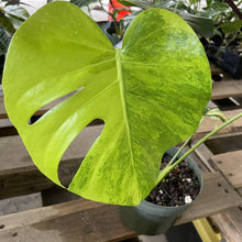 Load image into Gallery viewer, Monstera Marilyn variegated exact plant, Fedex 2day*