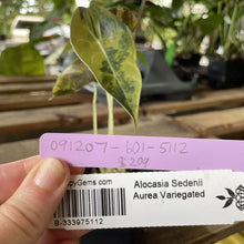 Load image into Gallery viewer, Alocasia Sedenii Aurea Variegated exact plant, Fedex 2day*