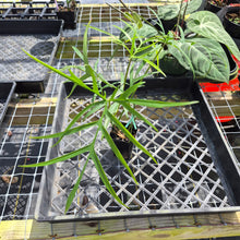 Load image into Gallery viewer, Philodendron Polypodoides, Exact Plant Ships Nationwide