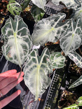 Load image into Gallery viewer, Alocasia Venom 4" pot, Fedex 2day*