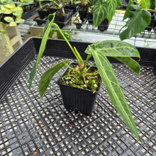 Load image into Gallery viewer, Anthurium Warocqueanum, Queen exact plant, Fedex 2day*