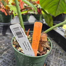Load image into Gallery viewer, Philodendron Gloriosum, Pink Veined Back, Exact Plant Ships Nationwide
