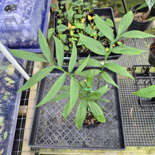 Load image into Gallery viewer, Monstera Subpinnata, Exact Plant Ships Nationwide