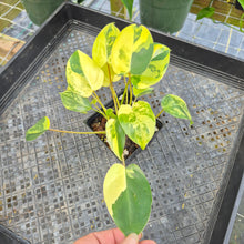 Load image into Gallery viewer, Philodendron Burle Marx, Exact Plant Variegated Ships Nationwide