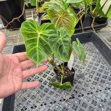 Load image into Gallery viewer, Philodendron Verrucosum Melon 2.5" pot, Fedex 2day*