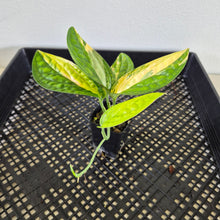 Load image into Gallery viewer, Monstera Peru "Karstenianum" Variegated exact plant, Fedex 2day*