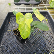 Load image into Gallery viewer, Philodendron Bipennifolium, Exact Plant Variegated Ships Nationwide