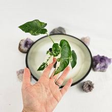 Load image into Gallery viewer, Alocasia Odora, Okinawa Silver, Exact Plant Variegated
