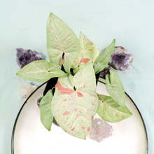 Load image into Gallery viewer, Syngonium Milk Confetti Shipped Nationwide