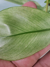 Load image into Gallery viewer, Florida Ghost, Exact Plant, Philodendron