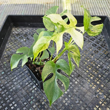 Load image into Gallery viewer, Rhaphidophora Tetrasperma White Monster, Exact Plant Variegated Ships Nationwide