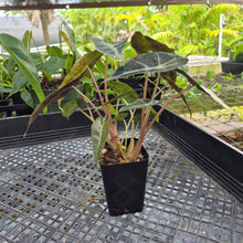 Load image into Gallery viewer, Alocasia polly aurea variegated, Exact Plant Ships Nationwide.