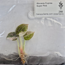 Load image into Gallery viewer, Alocasia Cuprea Super Pink tissue culture 2DayAir