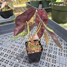 Load image into Gallery viewer, Alocasia Sedenii Aurea Variegated, Exact Plant Ships Nationwide