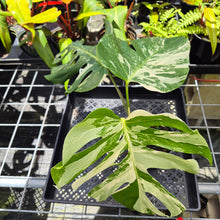Load image into Gallery viewer, Monstera Borsigiana Albo Deliciosa, Exact Plant Variegated Ships Nationwide