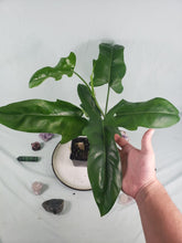Load image into Gallery viewer, Jerry Horne, exact plant, Philodendron, ships nationwide