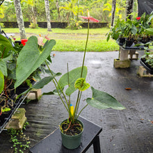 Load image into Gallery viewer, Anthurium Shibori, Exact Plant Variegated Ships Nationwide