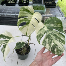 Load image into Gallery viewer, Monstera Borsigiana Albo Deliciosa Variegated exact plant, Fedex 2day*