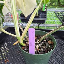 Load image into Gallery viewer, Monstera Borsigiana Albo Deliciosa, Exact Plant Variegated Ships Nationwide