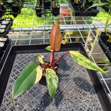 Load image into Gallery viewer, Philodendron Strawberry Shake Variegated exact plant, Fedex 2day*