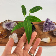 Load image into Gallery viewer, Anthurium Warocqueanum, Queen 2.5" Pot, Fedex 2 day*