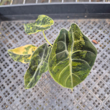 Load image into Gallery viewer, Alocasia Sedenii Aurea Variegated exact plant, Fedex 2day*