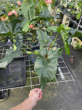 Load image into Gallery viewer, Philodendron Thaumatophyllum Goeldii X Selloum "African Fantasy exact plant, Fedex 2day*