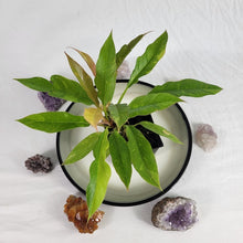 Load image into Gallery viewer, Philodendron Ring Of Fire, Exact Plant Variegated Ships Nationwide