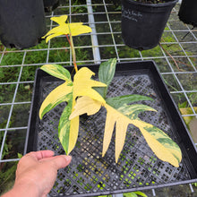 Load image into Gallery viewer, Philodendron Florida Beauty, Exact Plant Variegated