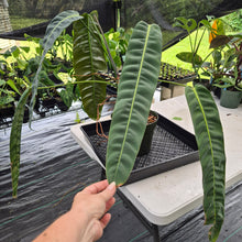 Load image into Gallery viewer, Philodendron Patriciae exact plant, Fedex 2day