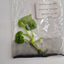 Load image into Gallery viewer, Anthurium Dorayaki tissue culture 2DayAir